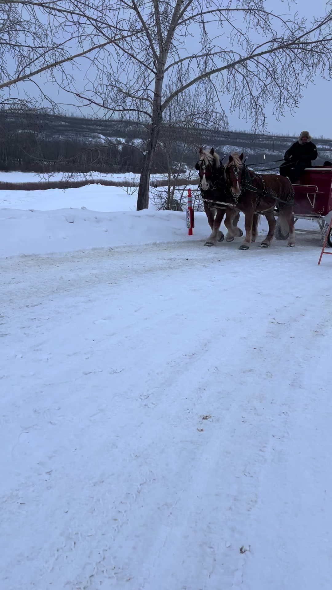 @Pigeon Lake Horse Drawn 🇨🇦