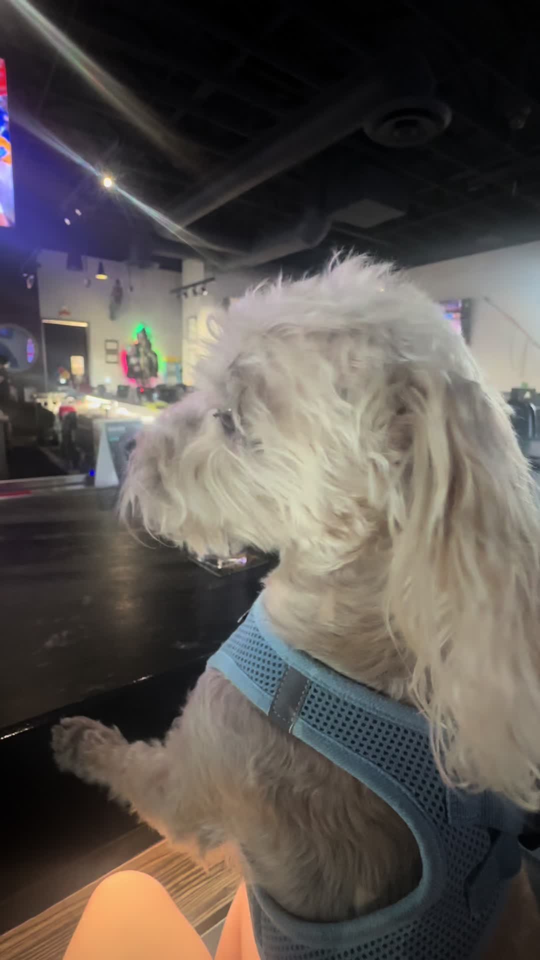 @He Was A PoodleBoi