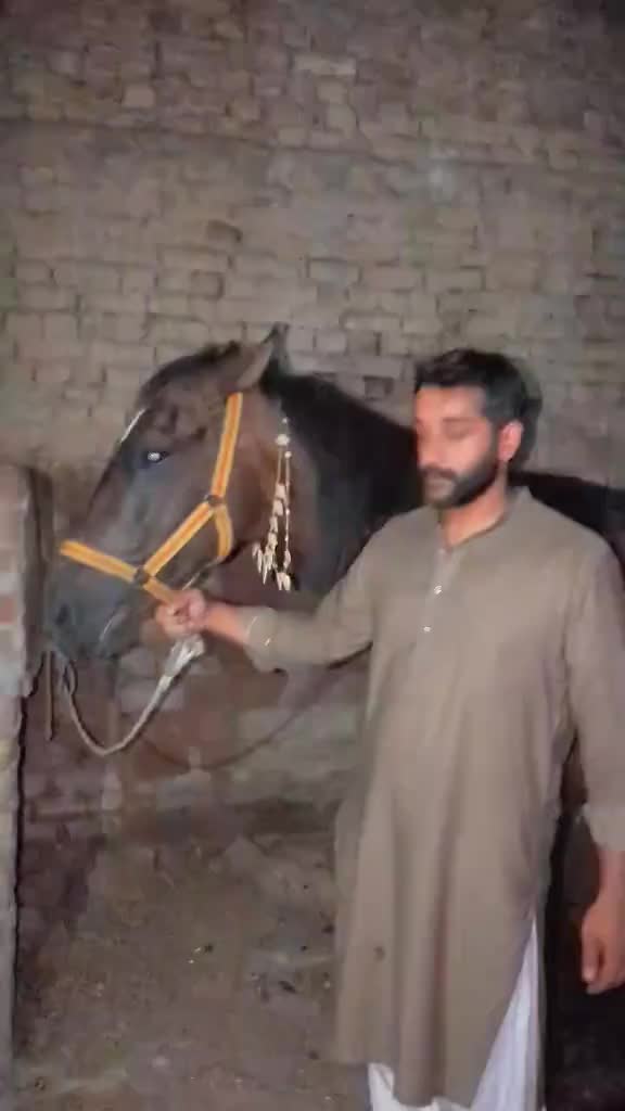 @shan Shah 222