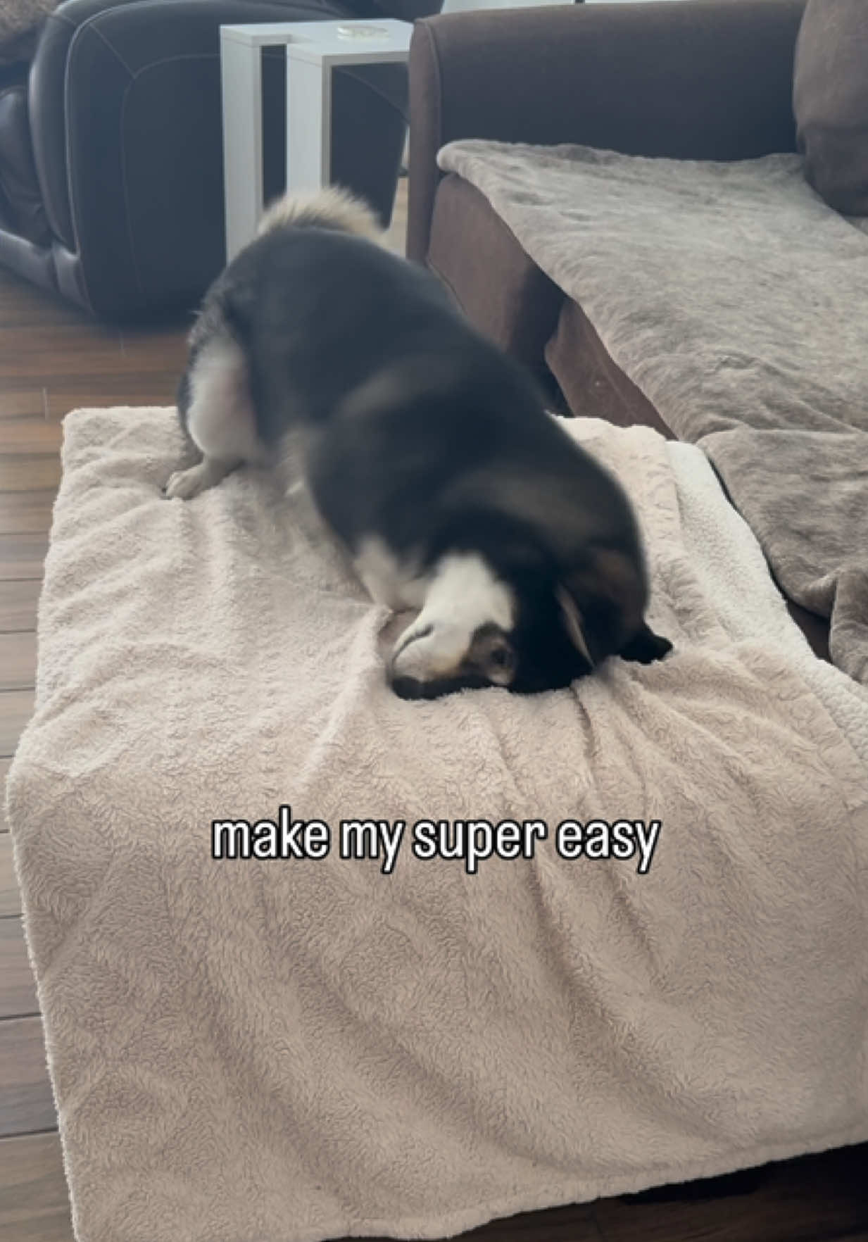 @Flock of Shibas 🐕🐕🐕