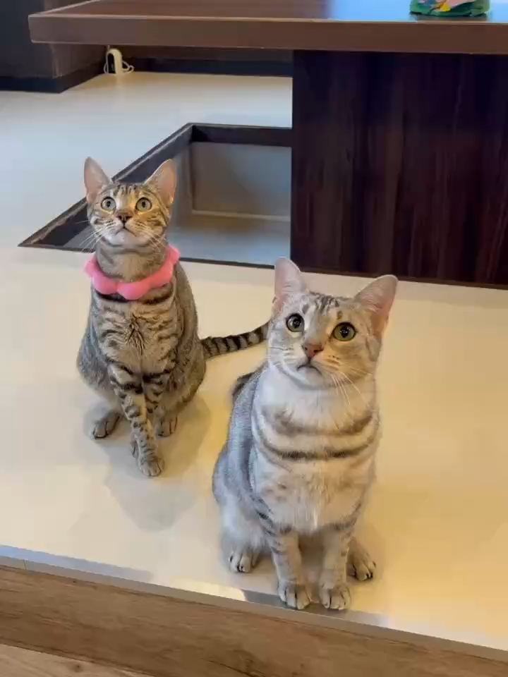 @猫カフェぷちまりーおきなわ北谷店