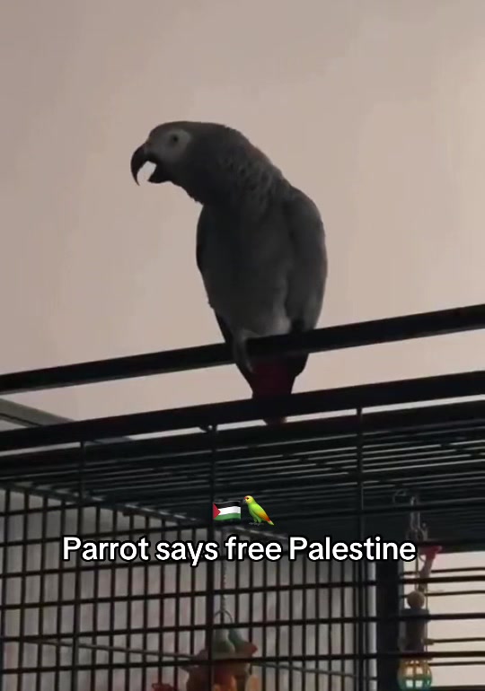 @Habibi6ixtv