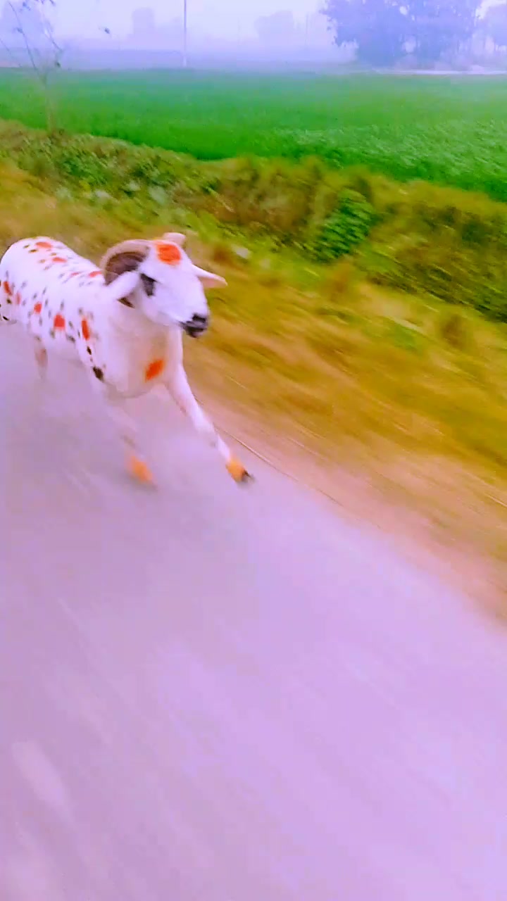@YADAV VASHU
