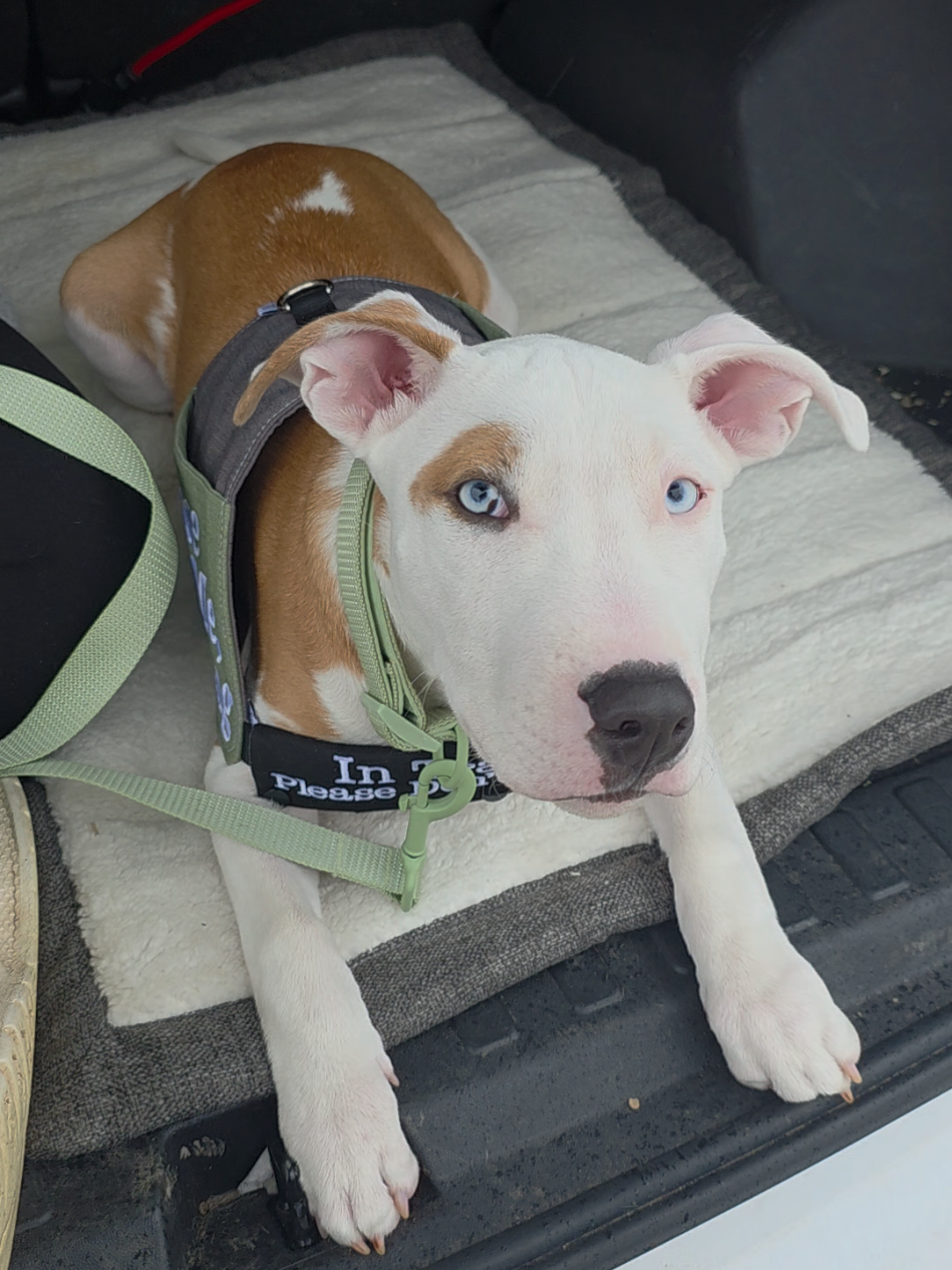 @Canine Wonders Training