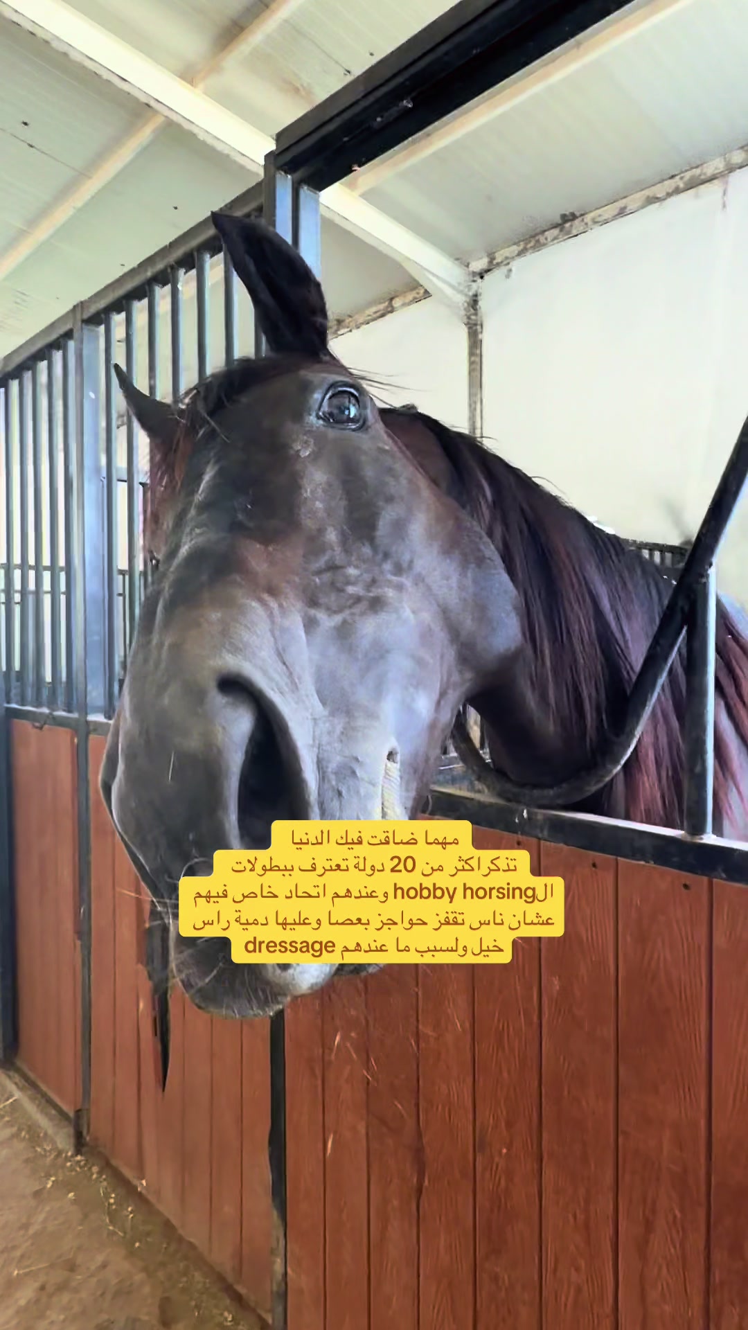 @Horsey.blee
