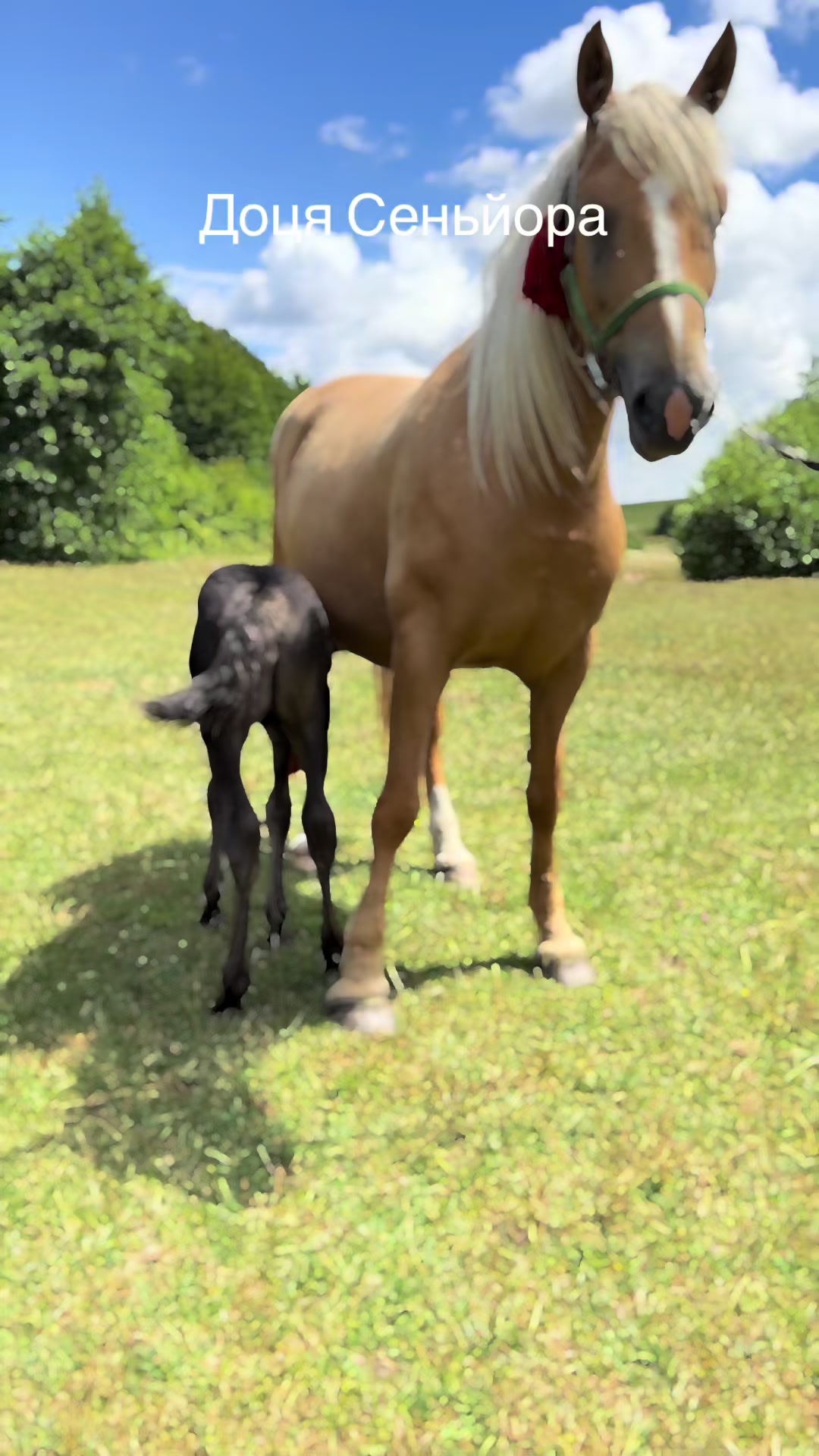 @_horses_farm_syrosh_
