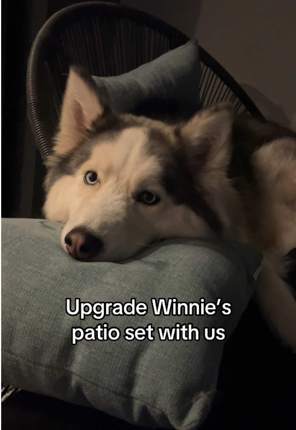 @Winnie & Wookie🐾