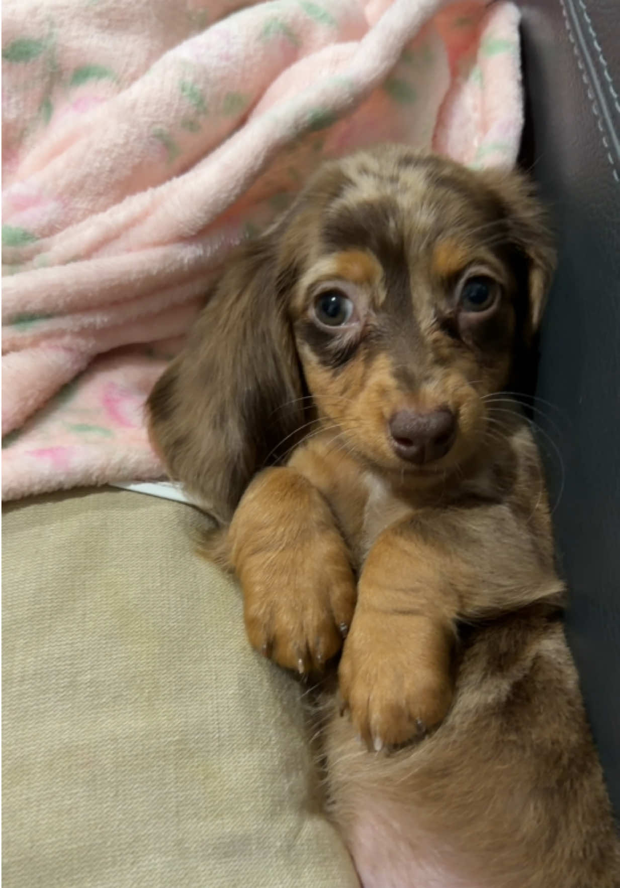 @Oli the Mini Doxie