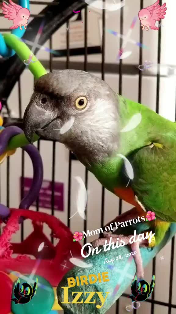 @🦋🇵🇷Mom of Parrots🇵🇷🦋