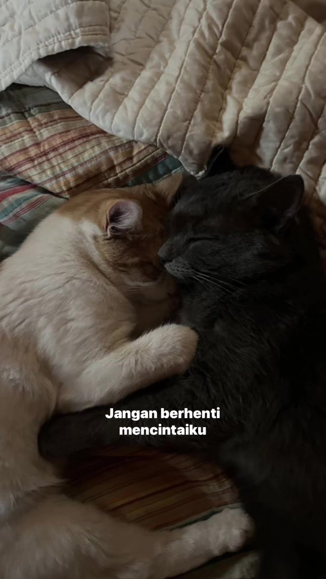 @^~^