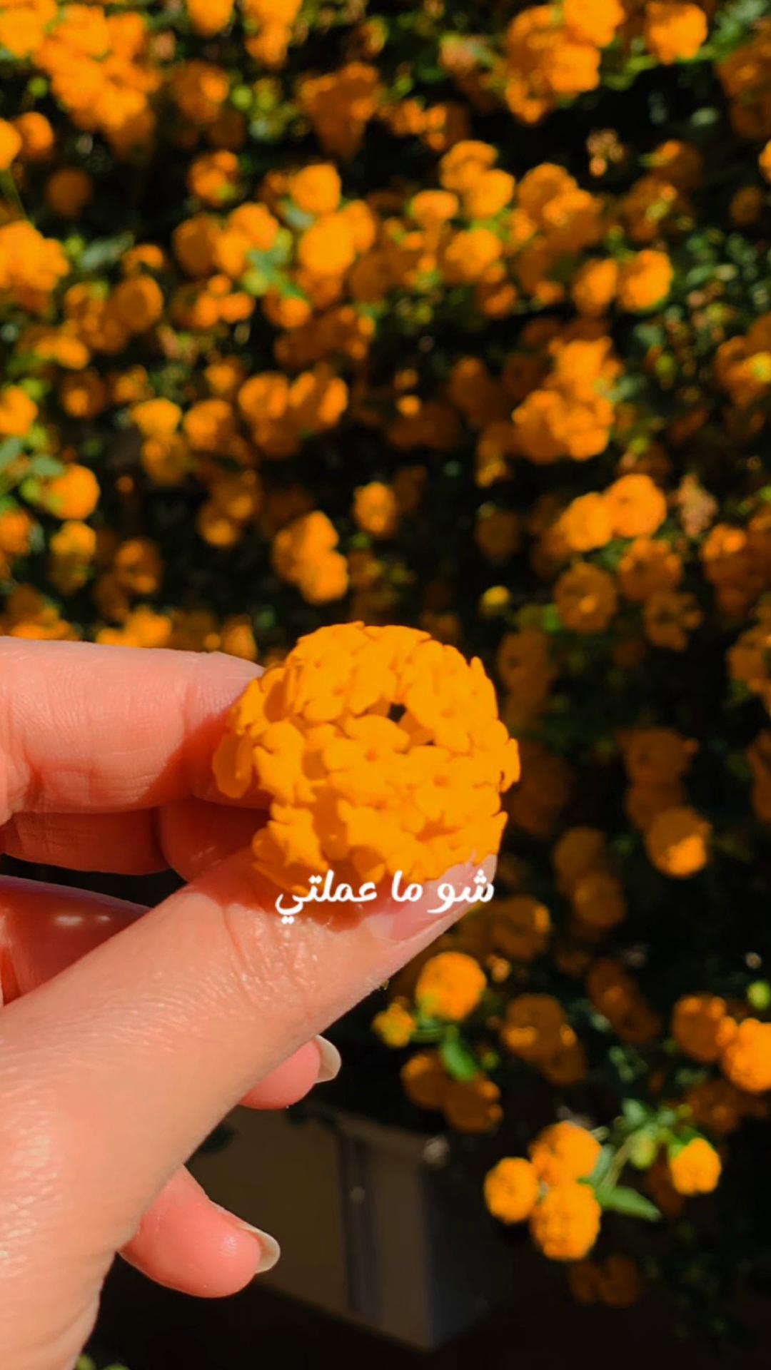 @༊෴✿سہارة✿〄