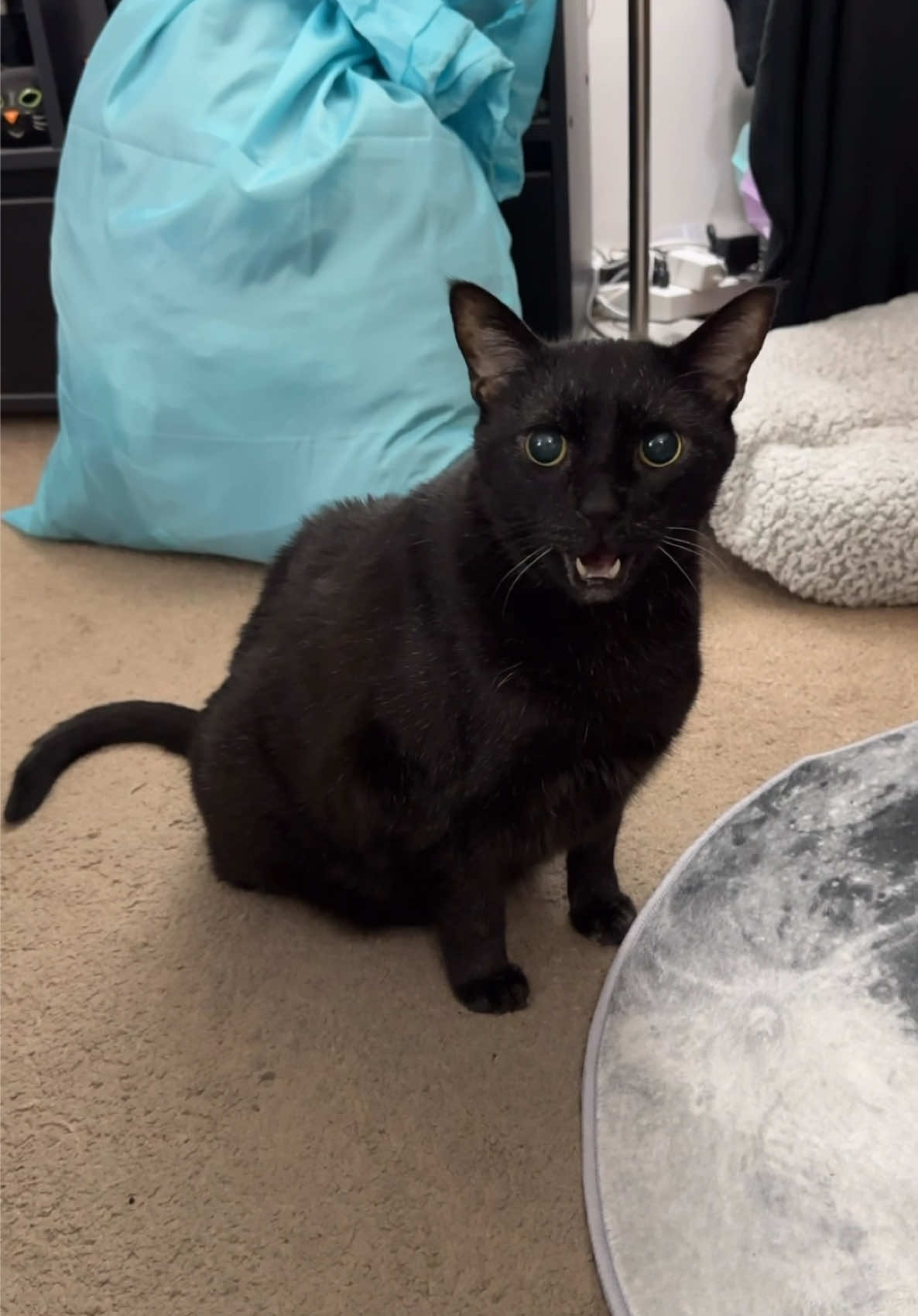 @Manny Halloween Cat