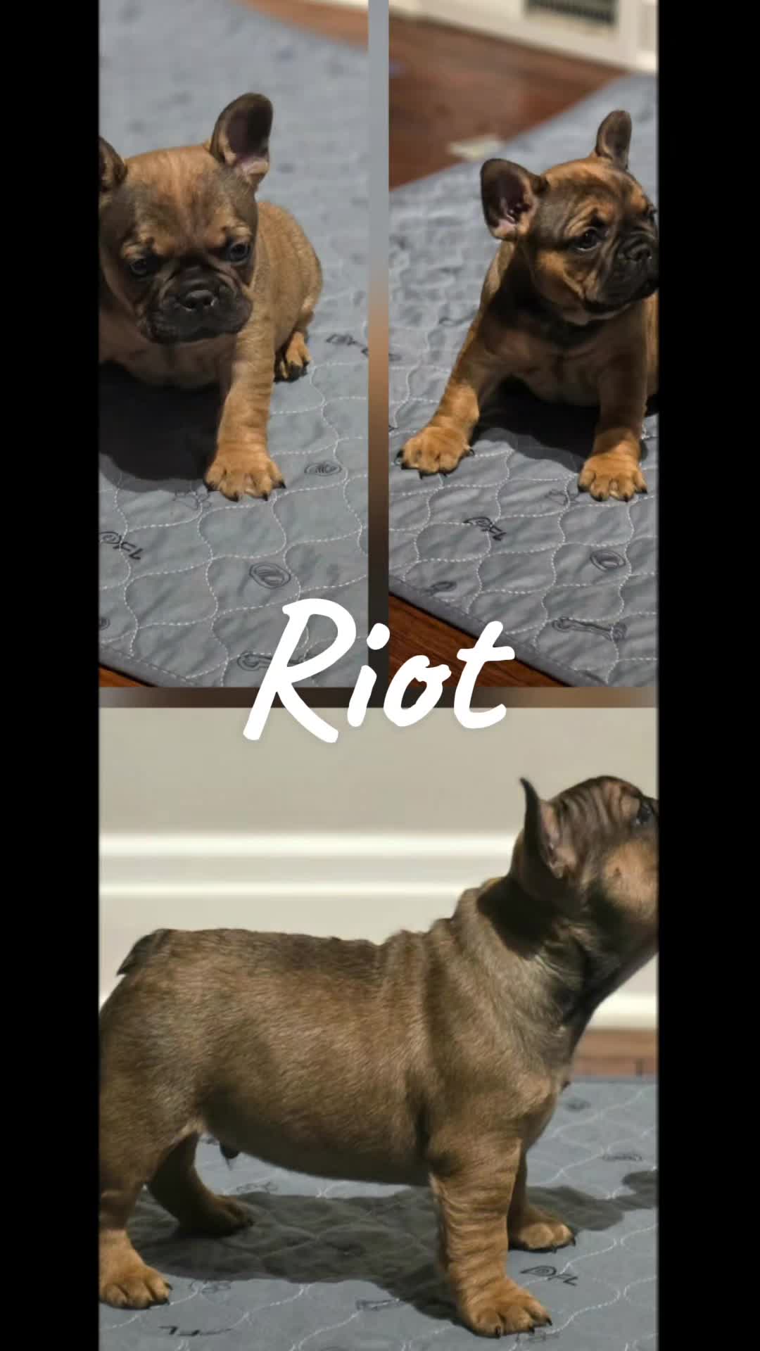 @AandDFrenchies