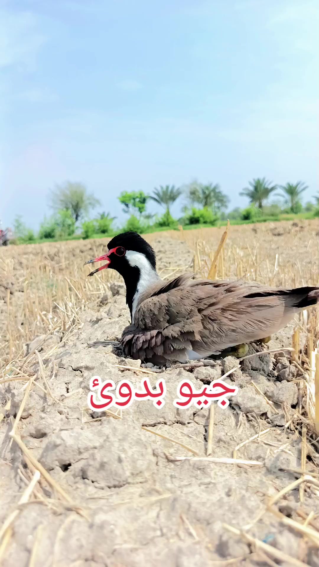@SAJJAD SARWAR💔🇵🇰