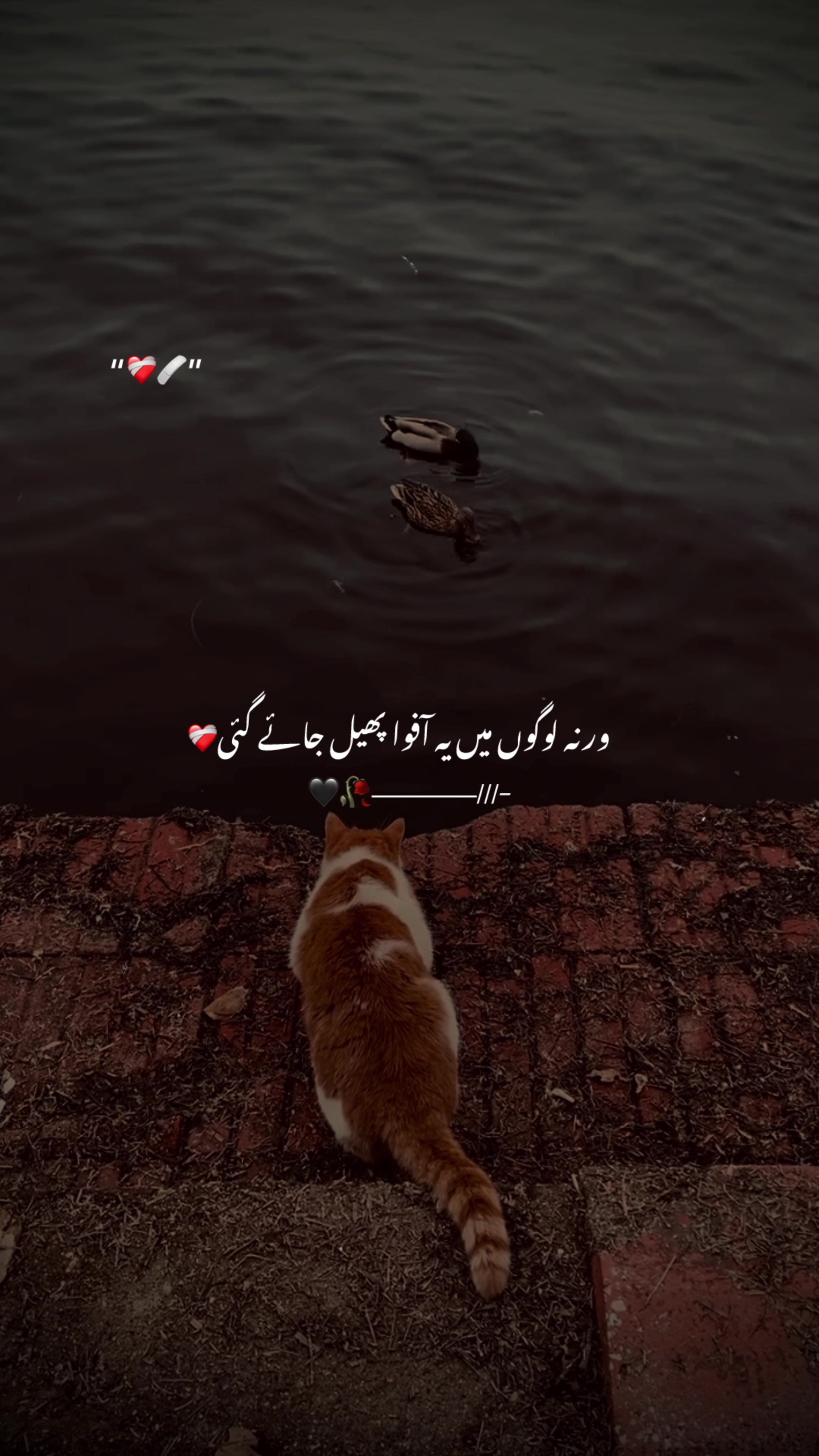 @♡︎𝗔𝗦𝗟𝗔𝗠_𝗘𝗗𝗜𝗧𝗫 ⋆⟡♡
