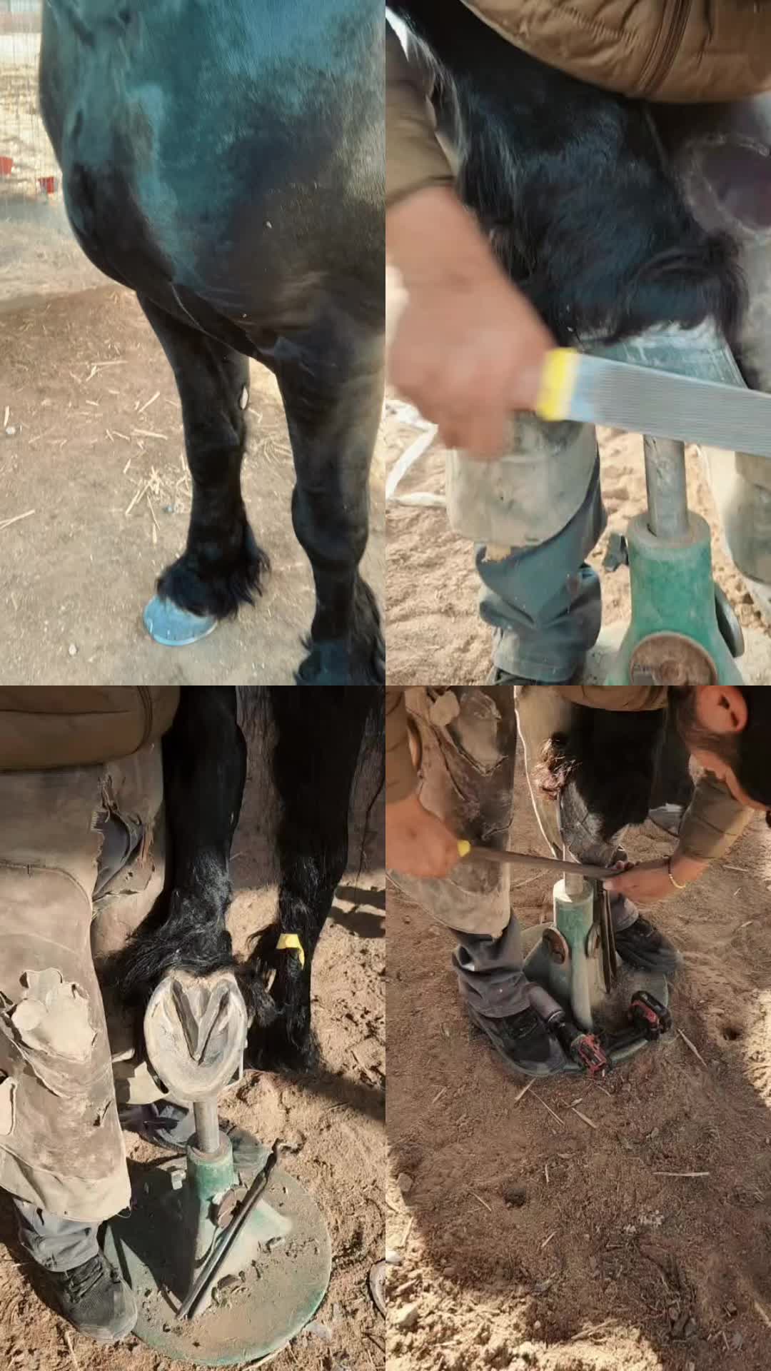 @Farriershoeshorsesnicotina🏇🔨