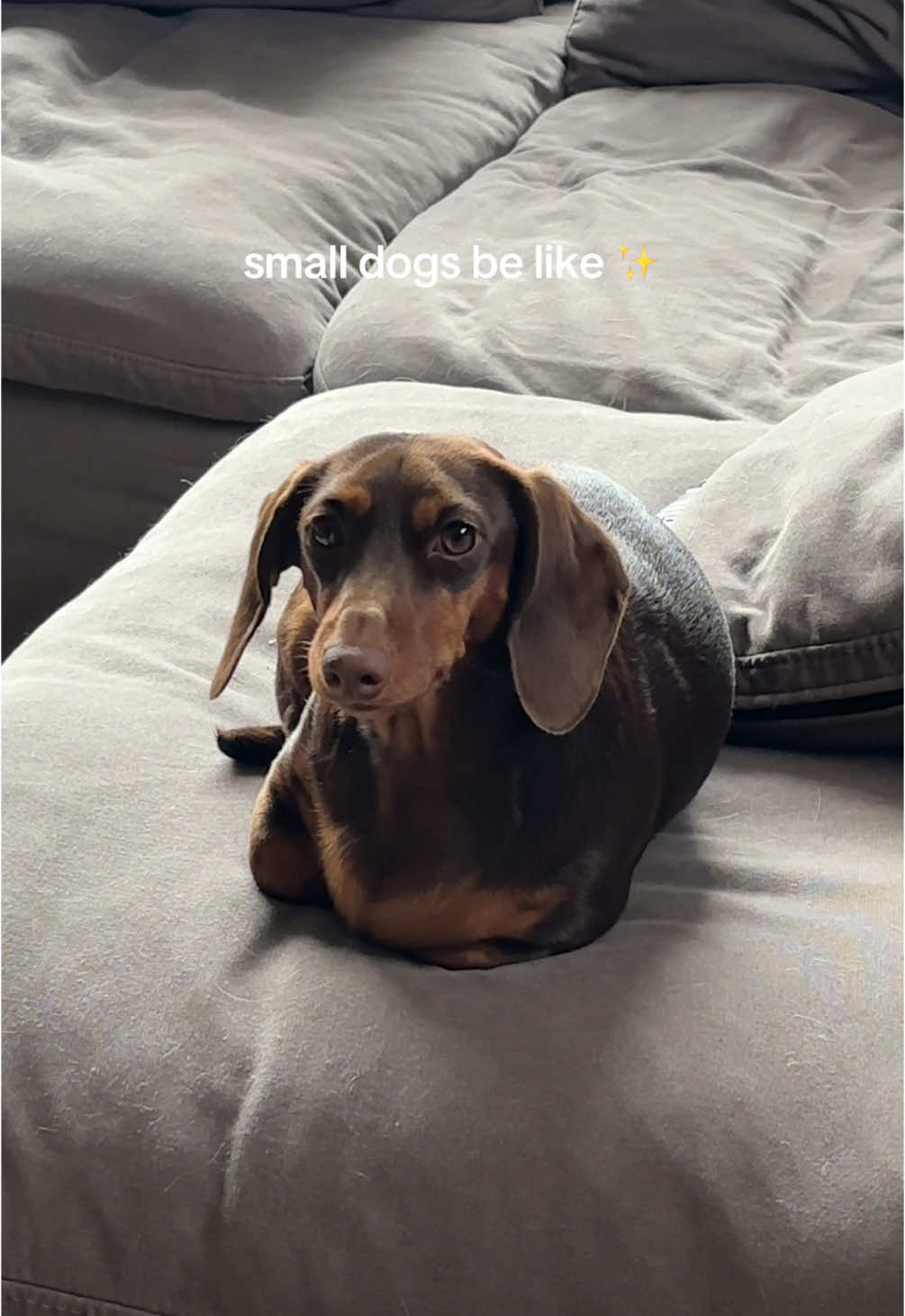 @rhubarb the doggo