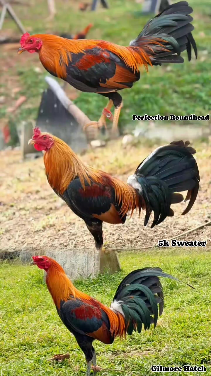 @jbt888 gamefowl