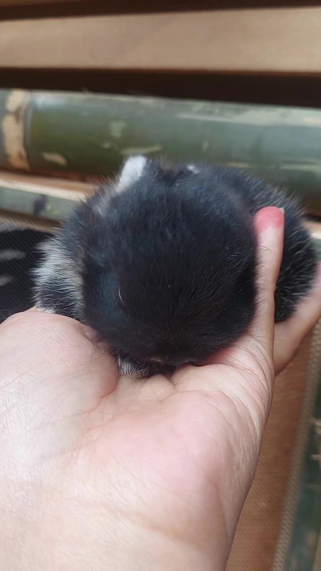 @Cileunyi Rabbit