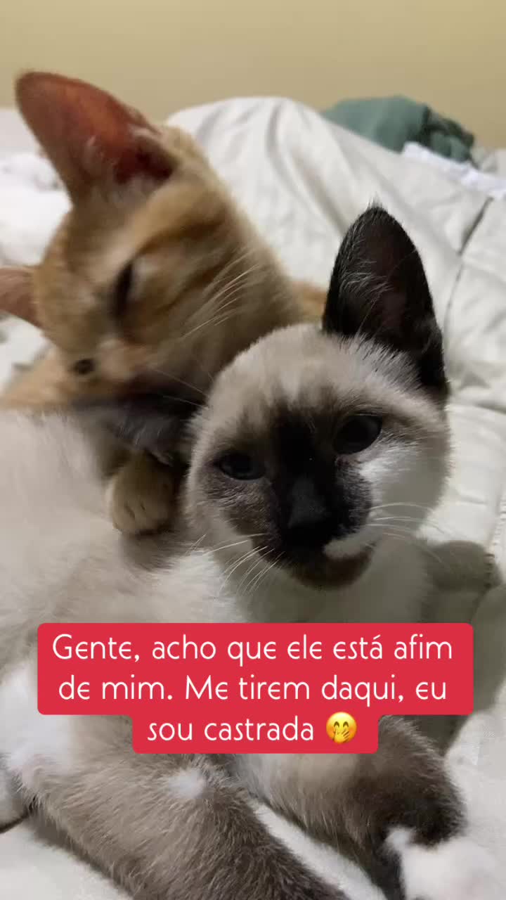 @Karoleos12gatos