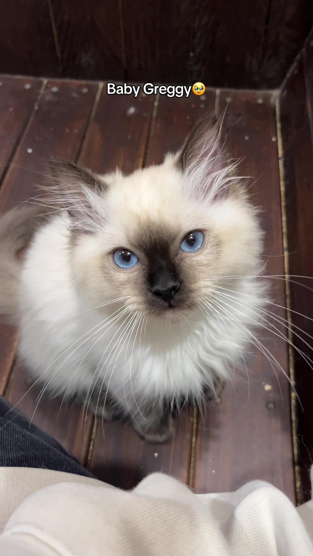 @crazycatcafe