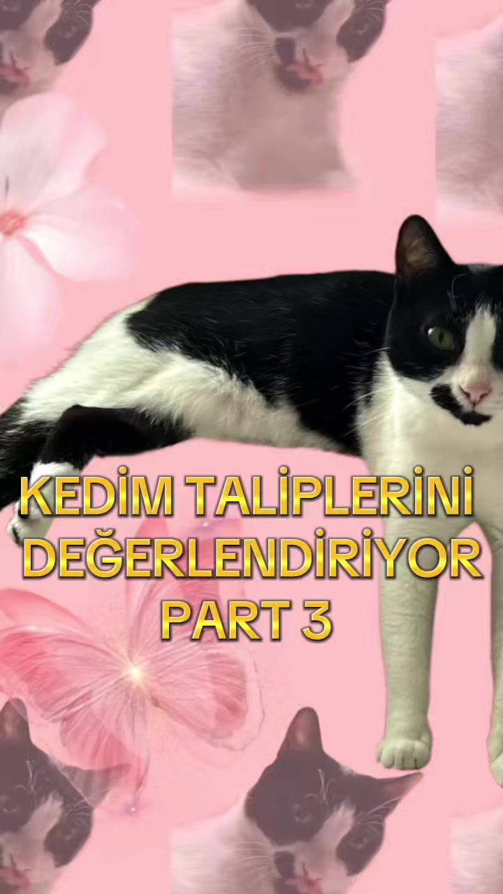 @eda ✩₊˚.⋆☾𓃠☽⋆⁺₊✧
