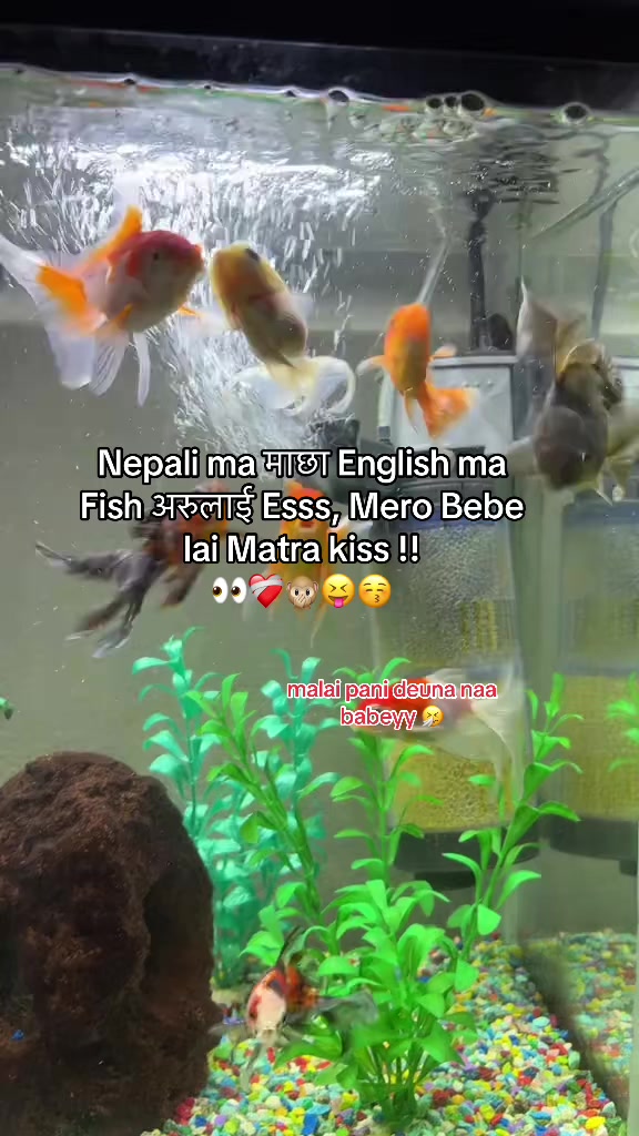 @अनिल तामाङ 🇦🇪🫧