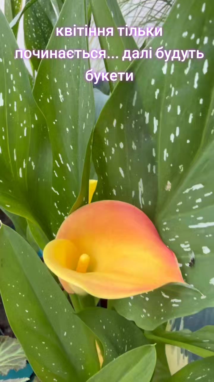 @maxflora0977350481