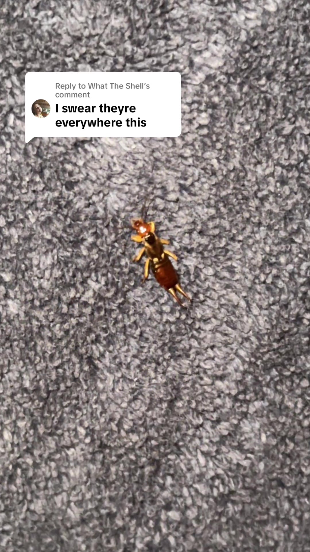@mortaldigest