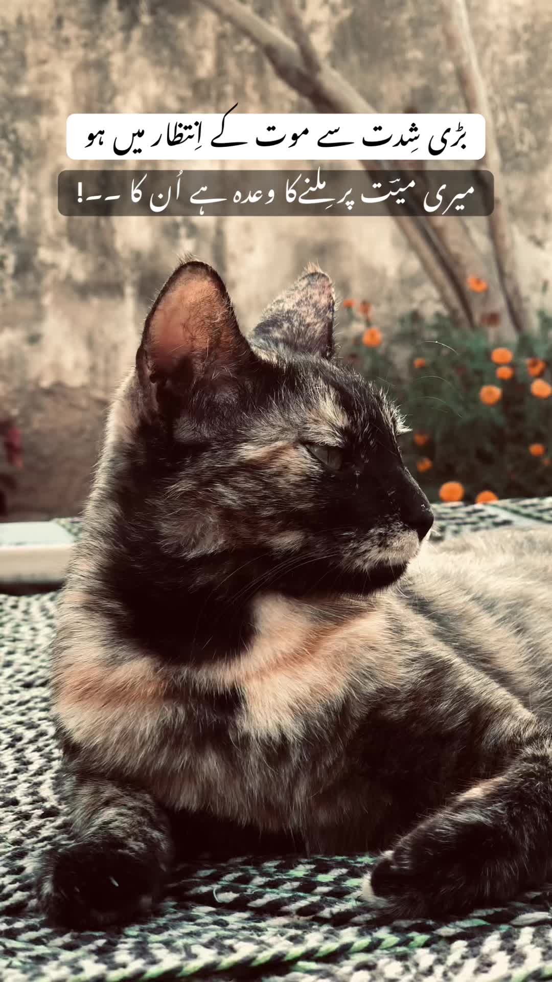 @🥂حسن جی