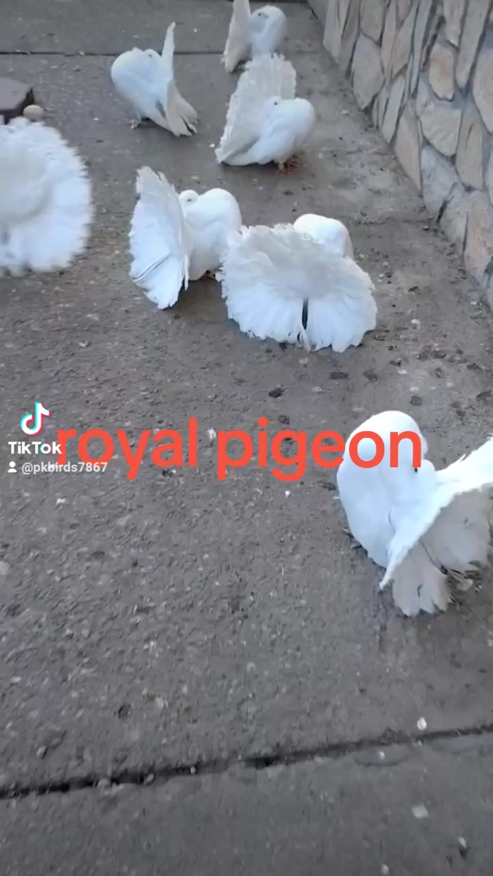 @royal birds