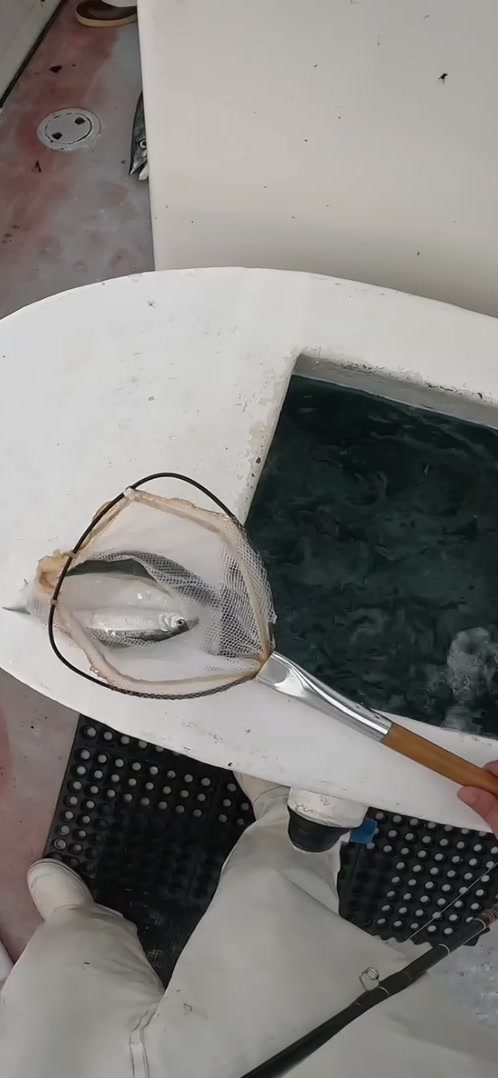 @Dripped Out Fishing Co