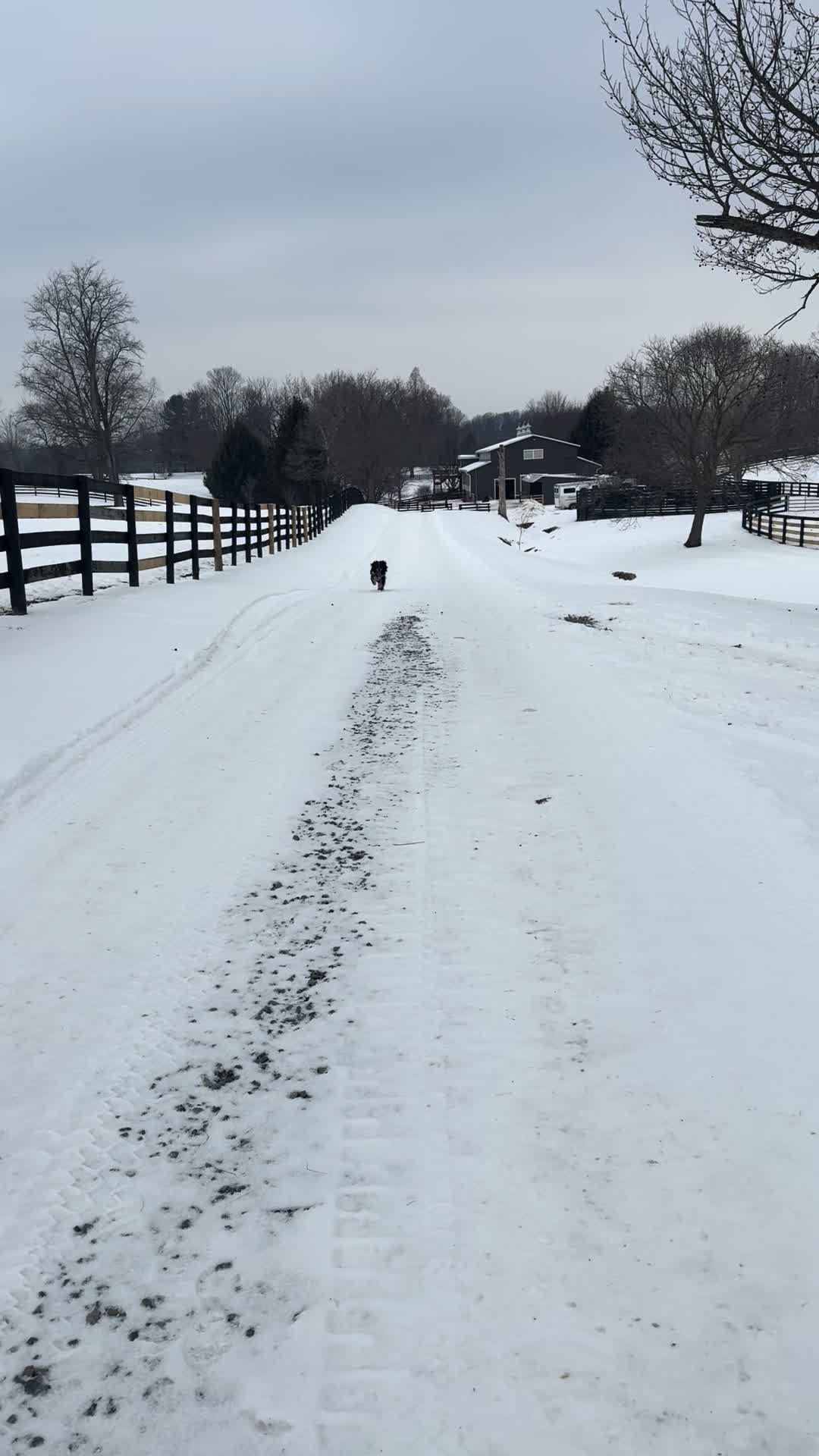 @KY Dressage Queen