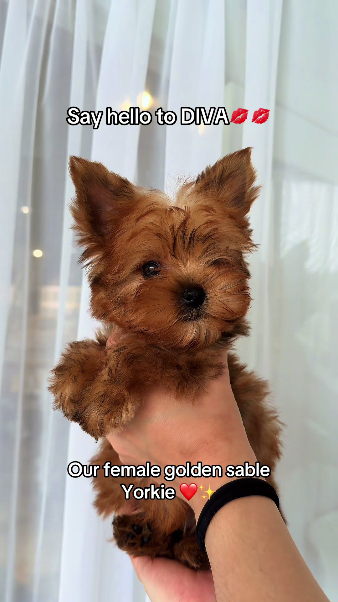 @TeaCups, Puppies & Boutique &reg;️