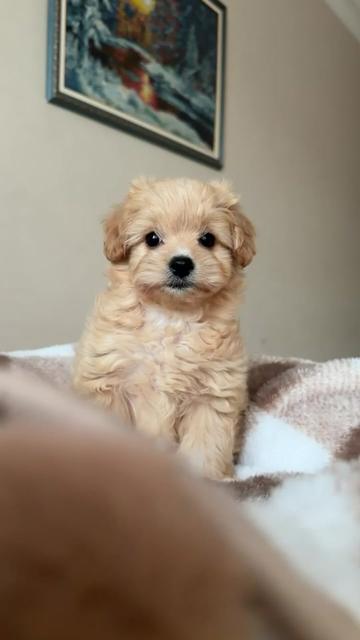 @Maltipoo Puppy Place