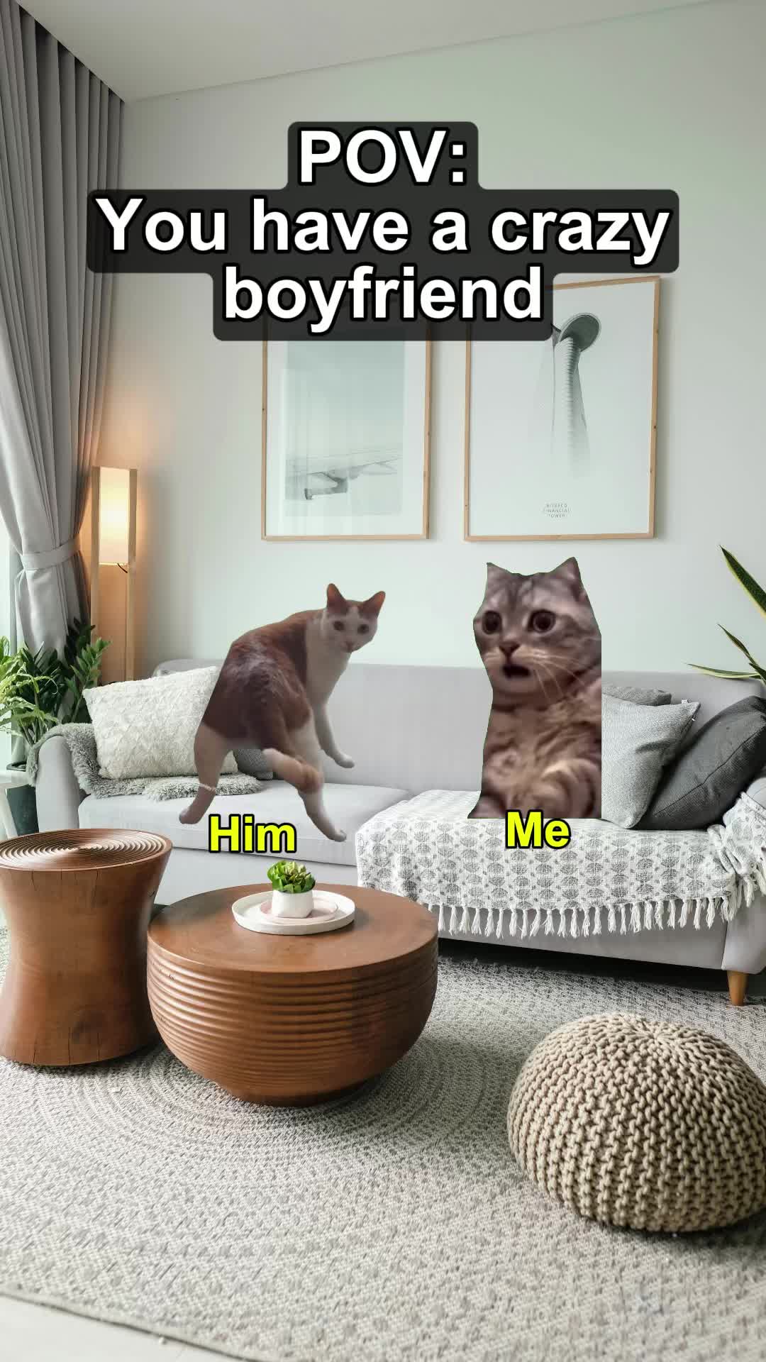 @Meme Meow 🐈🐈⬛