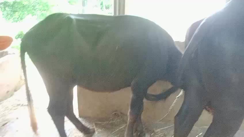 @टिकाराम खतिवडा