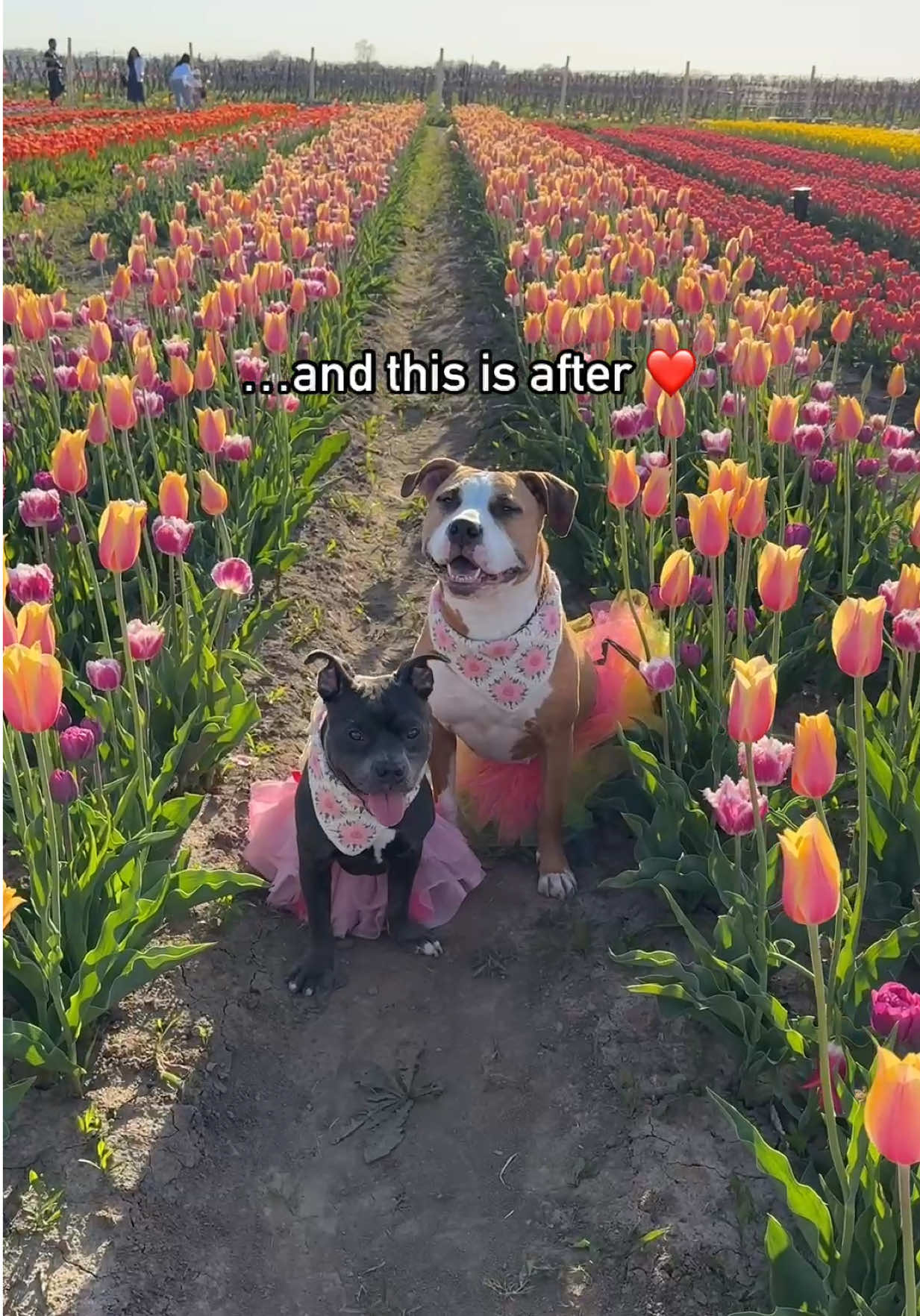 @Luna The Pittie