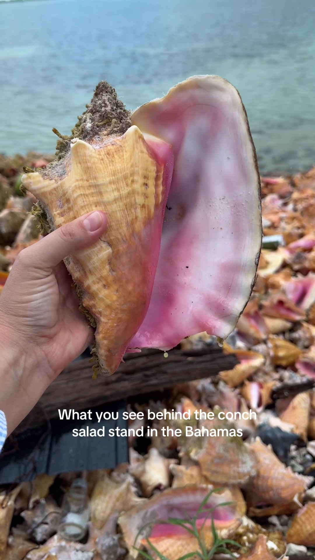 @🐚Jojo🌴