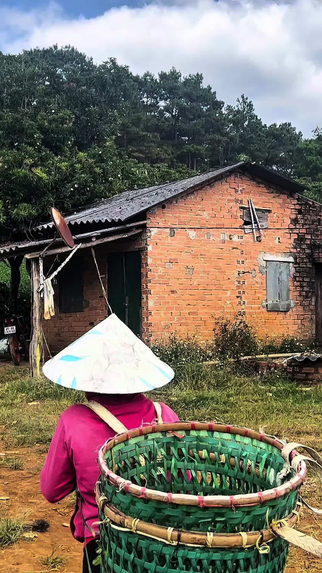@N&ocirc;ng Trường olong Tằng Vĩnh An