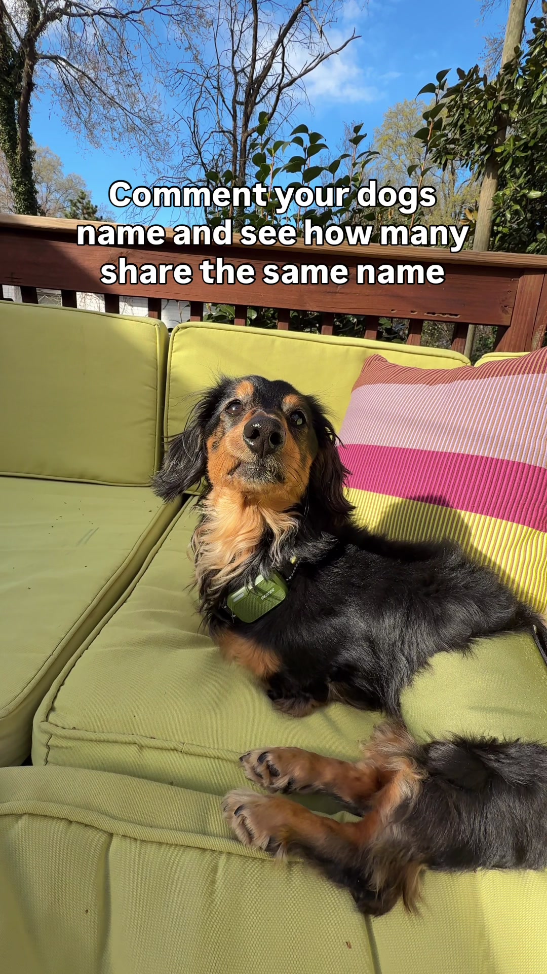 @Henry the mini dachshund