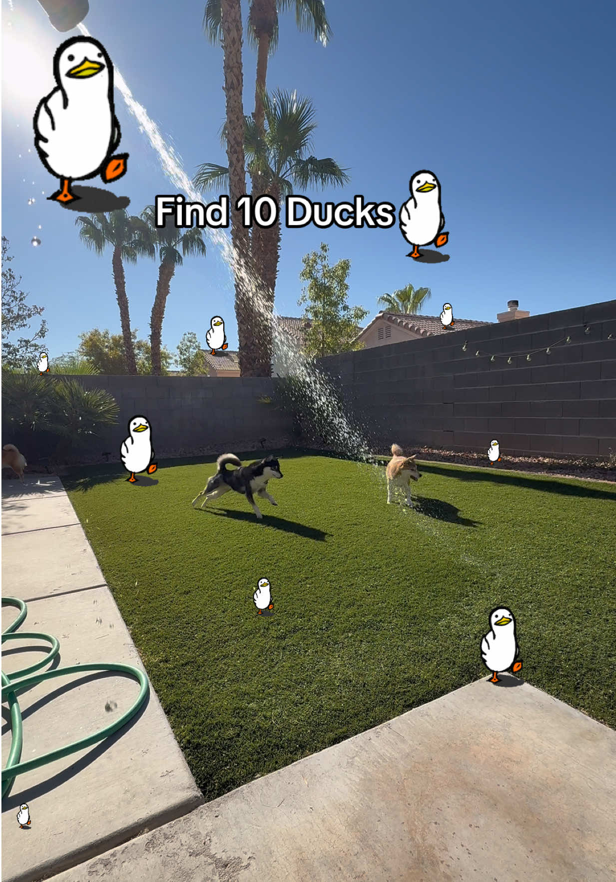 @Flock of Shibas 🐕🐕🐕