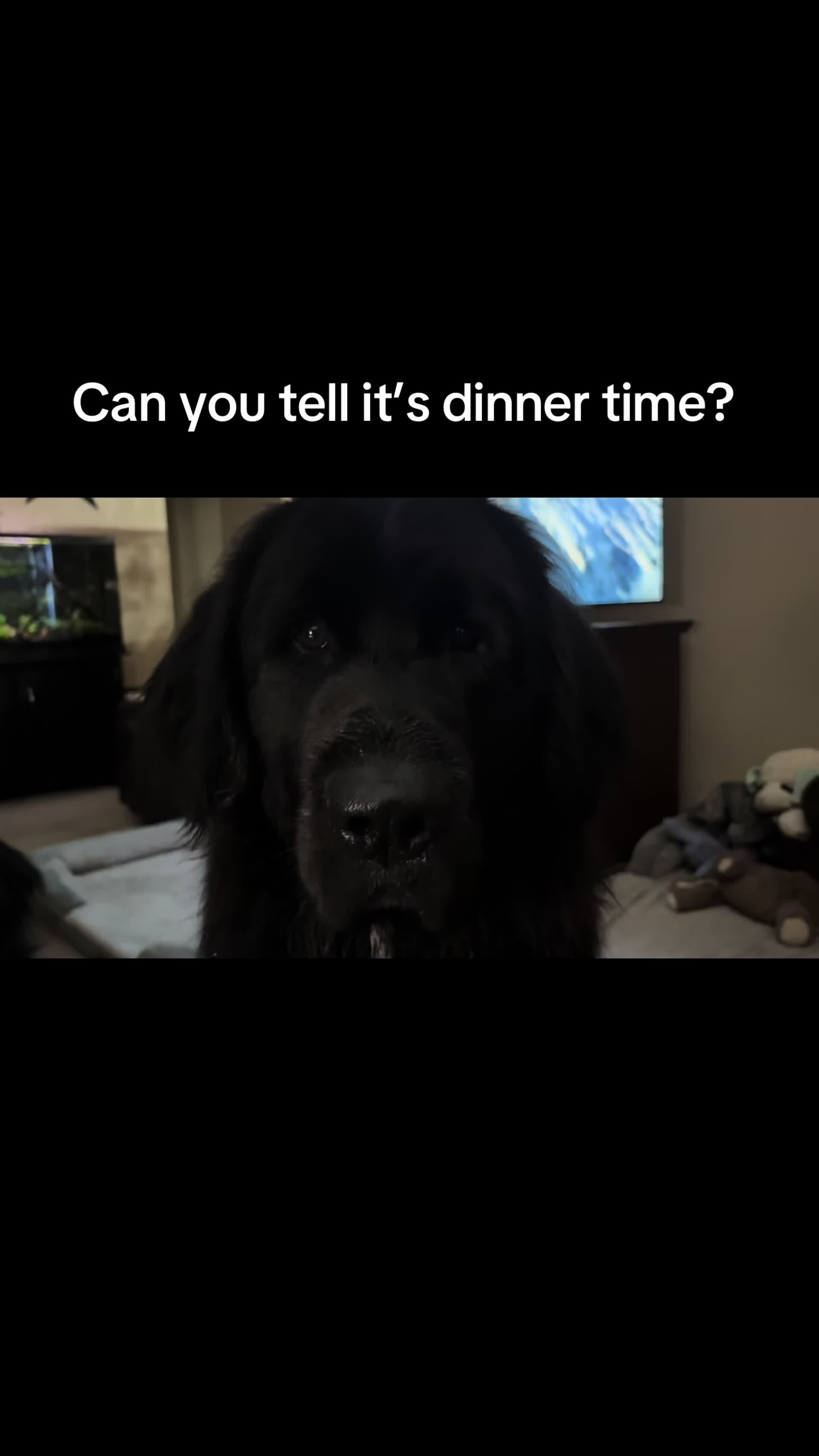 @Jennifer the dog Mom