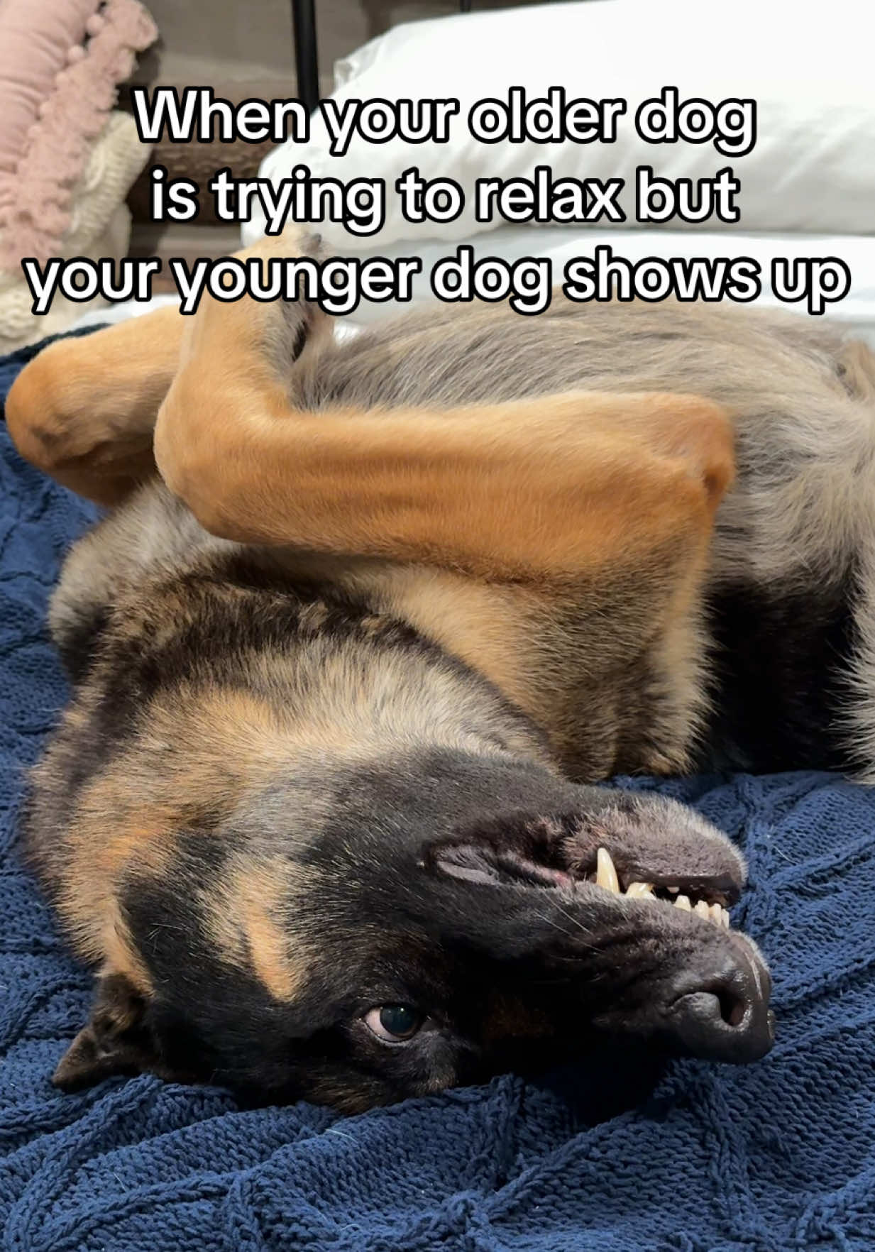 @Boris & Gator🐕 + Smokey🐈