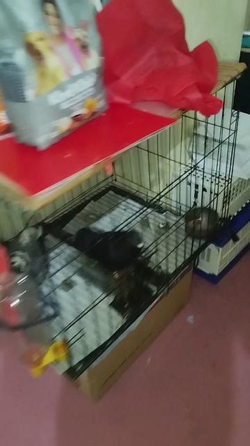 @KALAPATIDS SHOP 🕊️