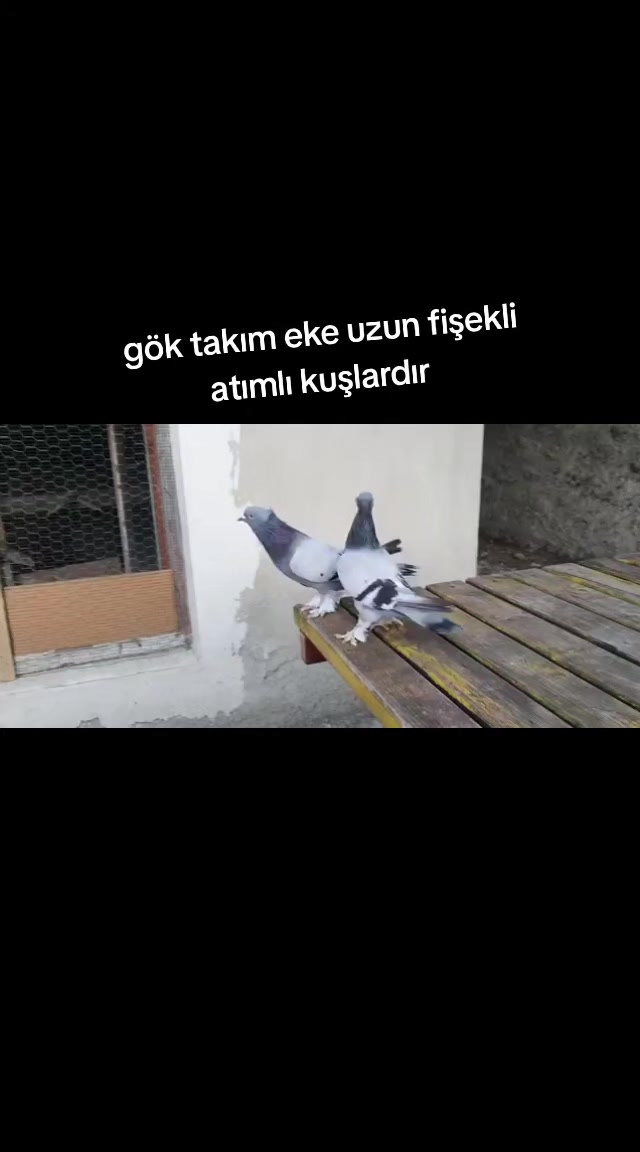 @huseyinsagir