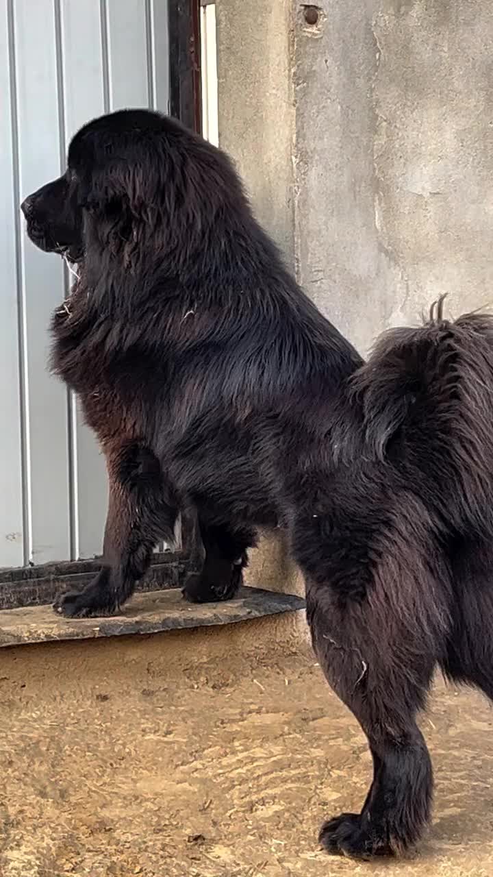 @Kashmiri_Bakrwal_Dog