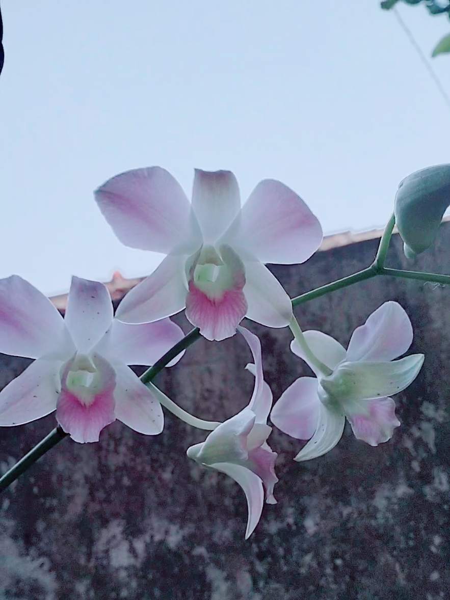 @Icha Hendia