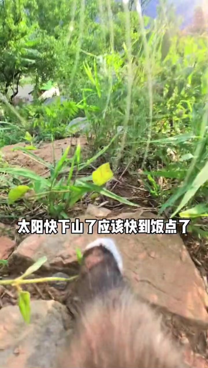@小可爱猫猫们