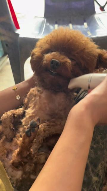 @Nị Đẹp Chó 🐶